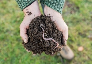 Info Centre - Earthworm