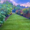 Customer garden inspiration - newly laid lawn turf at sunset