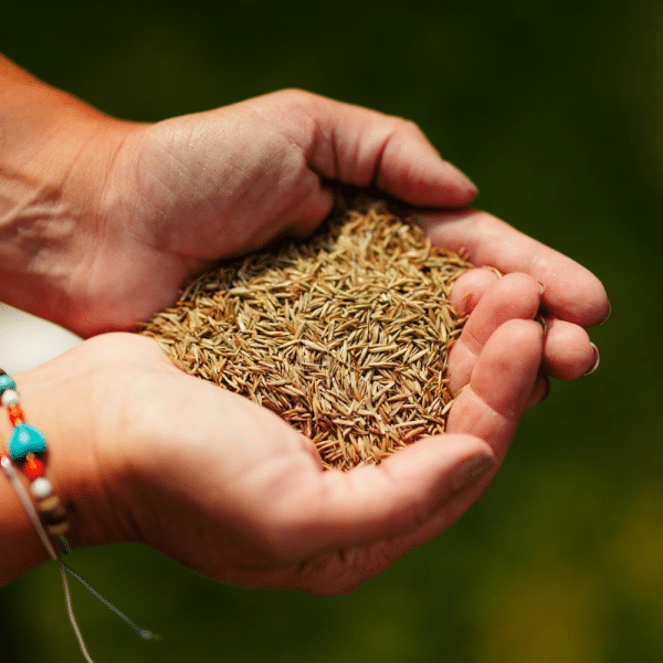 Rolawn Medallion Lawn Seed