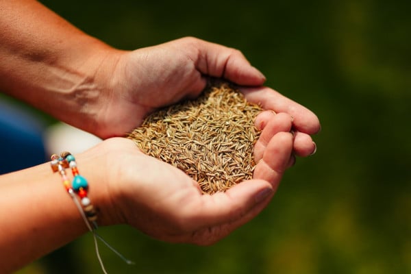 Info centre - Medallion grass seed in cupped hands