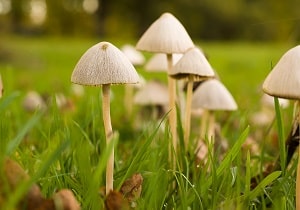 Info Centre - Mushrooms in your turf