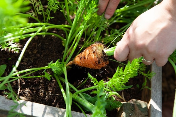 Info Centre - Carrots in raised bed