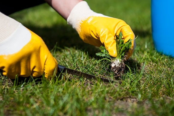 Info Centre - Patch repairing a lawn