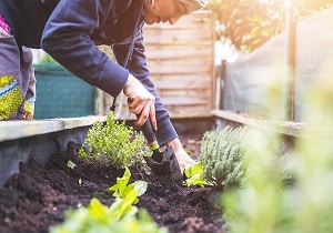 Uncategorised - woman planting veg and herbs in raised bed