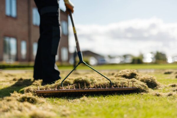 Uncategorised -raking thatch on Medallion turf