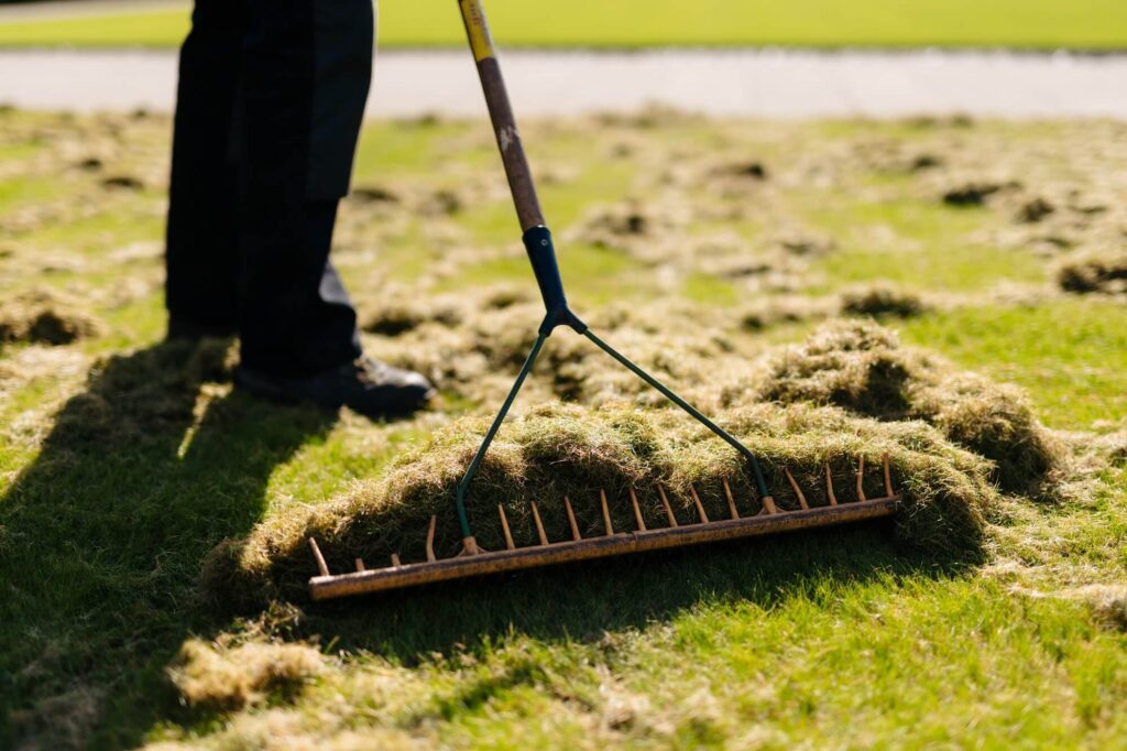 Uncategorised -raking thatch from Medallion turf