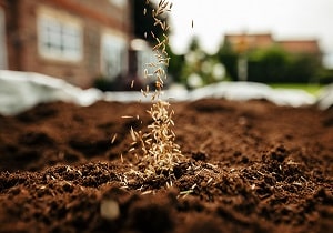 Info Centre - Lawn and seeding topsoil