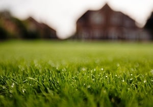 Info Centre - Rolawn Medallion Turf close up