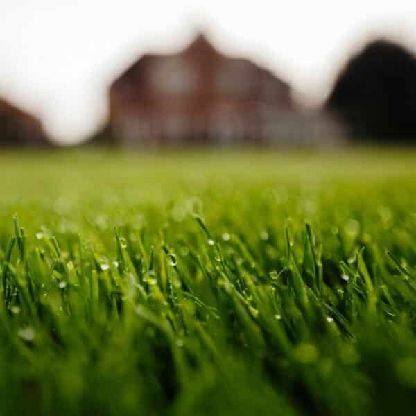 Rolawn Medallion Turf