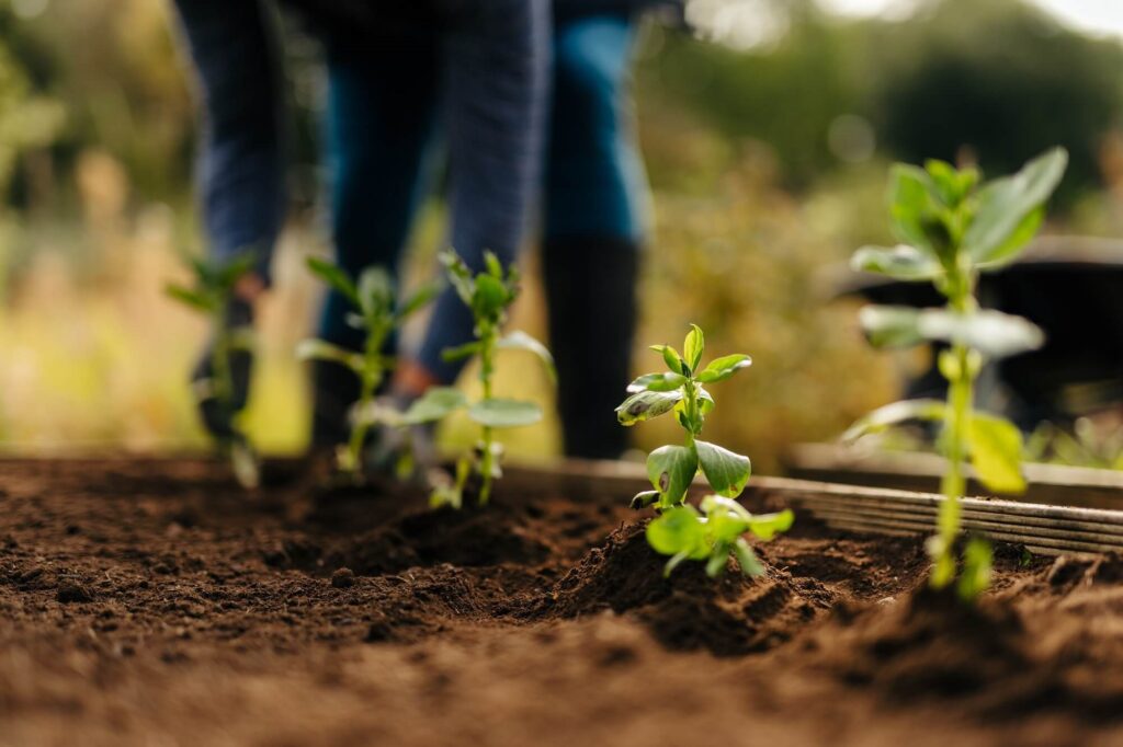 Product Images - Rolawn Veg & Fruit Topsoil planting in raised bed