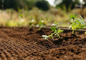 Product Images - Rolawn veg and fruit topsoil planting in raised bed