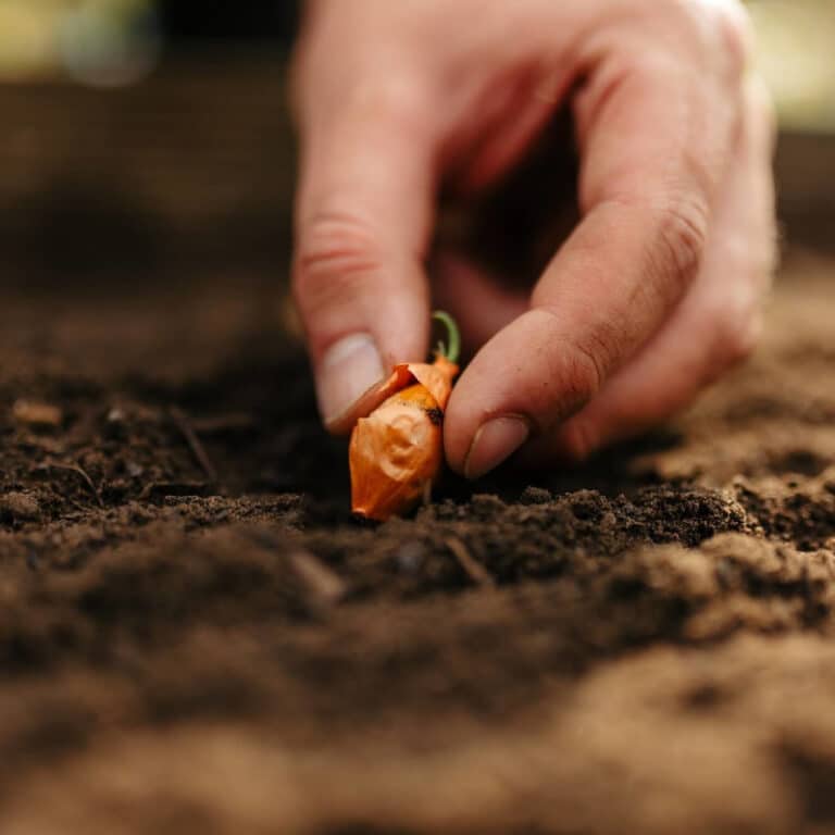 Safe & Fertile Topsoil For Growing Fruit & Vegetables Bulk Bags