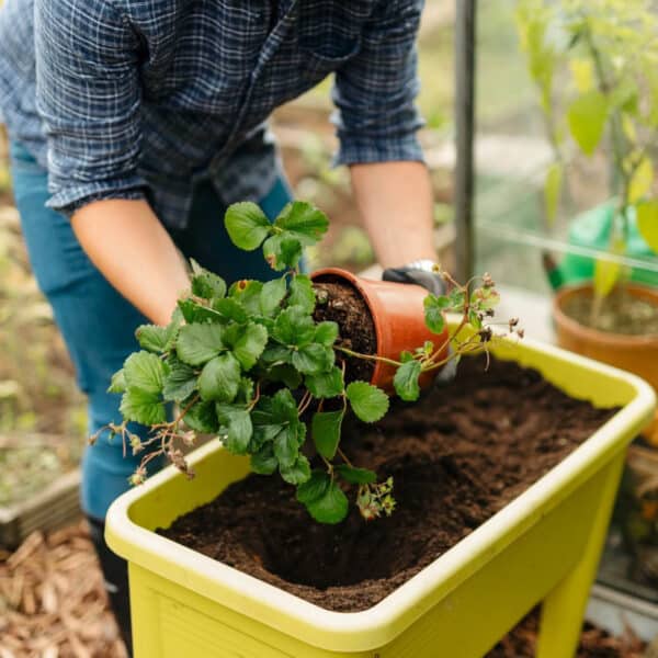 Product Images - Vegetable & Fruit Topsoil Bulk Bag Potting