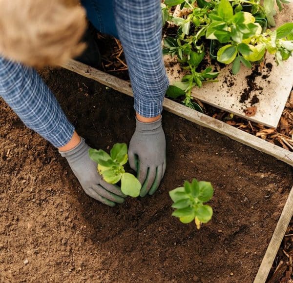 Planting in Vegetable & Fruit Topsoil