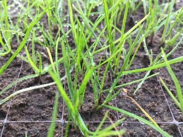 Info centre -Rolawn Oxygrid degradable turf netting