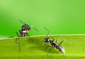 Information & Advice - Ants in turf