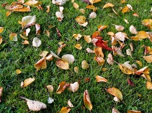 Info centre - autumn leaves on a lawn