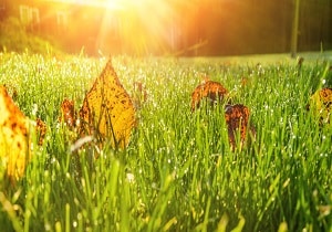 Info Centre - Leaves on turf