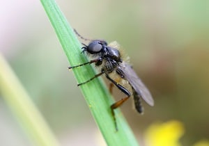 Bibionid Fly resting on the grass
