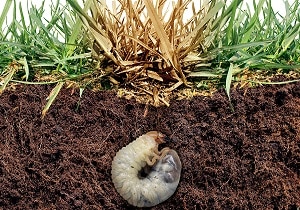 Information and Advice - Pests and Diseases - Chafer Grub