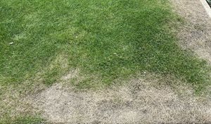 Info centre -Drought damaged lawn
