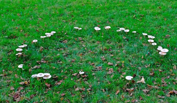 Why do I have fairy rings in the garden lawn
