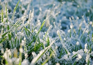 Info Centre - Turf in winter