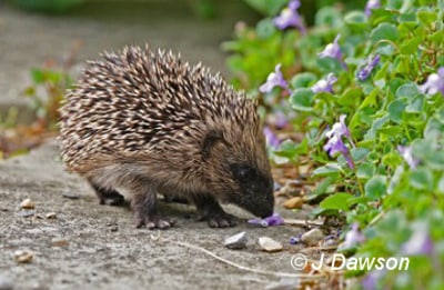 Blog - hedgehog in garden