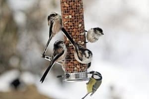 Blog - birds on a feeder