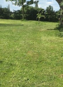 Blog - lawn to be mowed