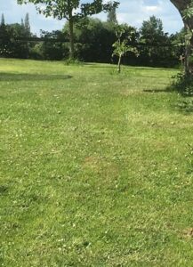 Blog - lawn to be mowed