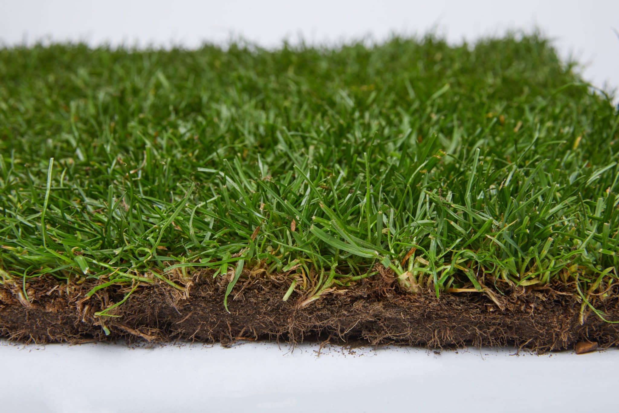 Info centre - close up of medallion turf roll