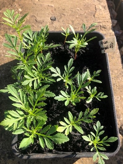 Blog - seedlings