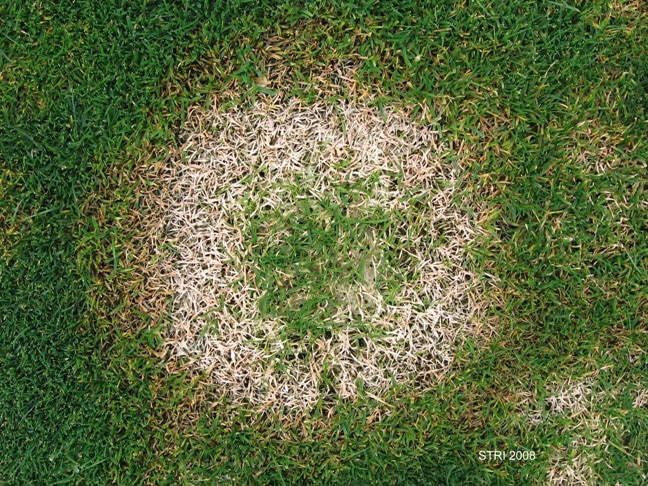 Info centre -turf diseases snow moulds and Fusarium pink patch