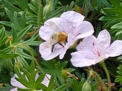 Blog - Bee on a geranium