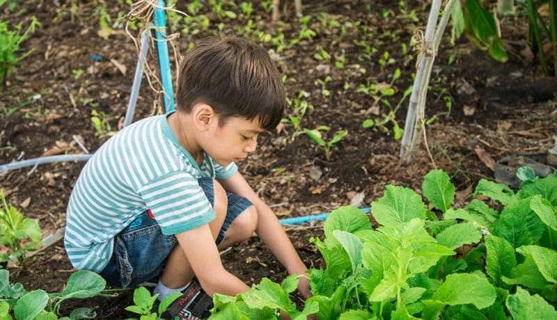 Blog - boy planting