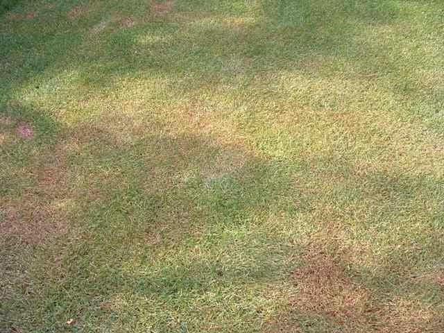 Info centre - brown patches in turf