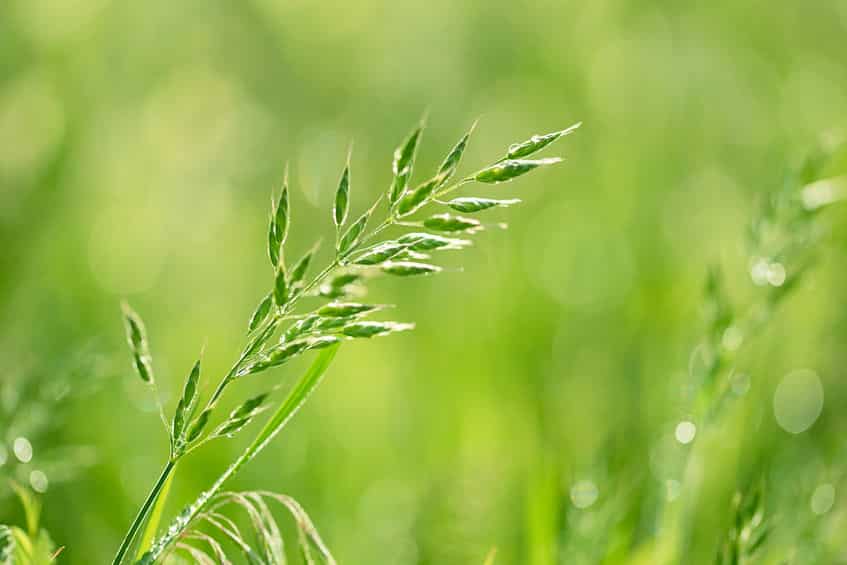 Info centre - close up of grass seed