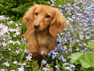 Blog - dog friendly planting