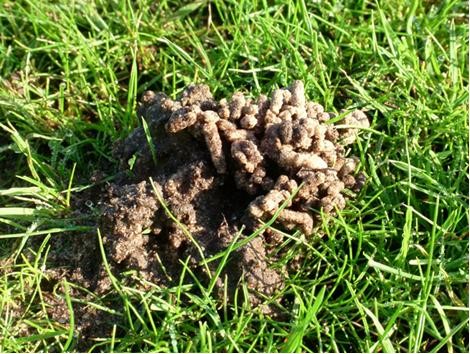 Info centre - Earthworms in your lawn
