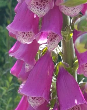 Blog - foxglove