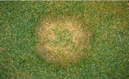 Info Centre - fusarium patch