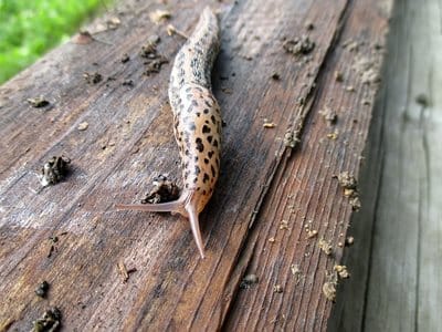 Blog - leopard slug