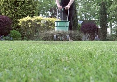 Info centre - lawn aftercare overseeding