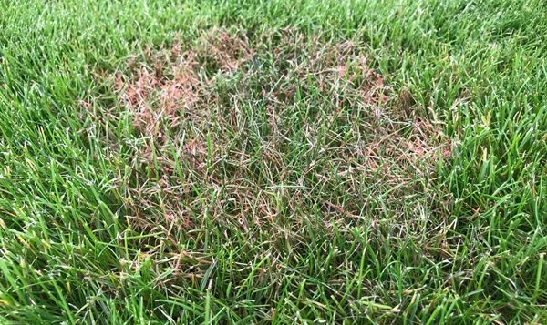 Info centre - lawn diseases red thread disease