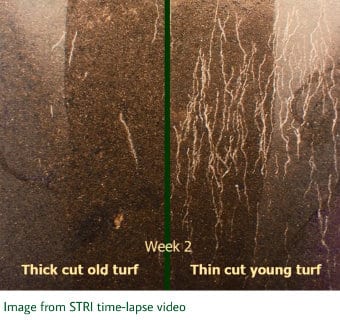 Info centre - turf rooting comparison