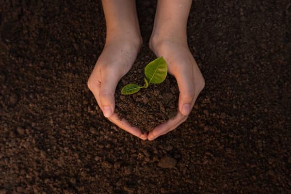 Info Centre - seedling soil hands