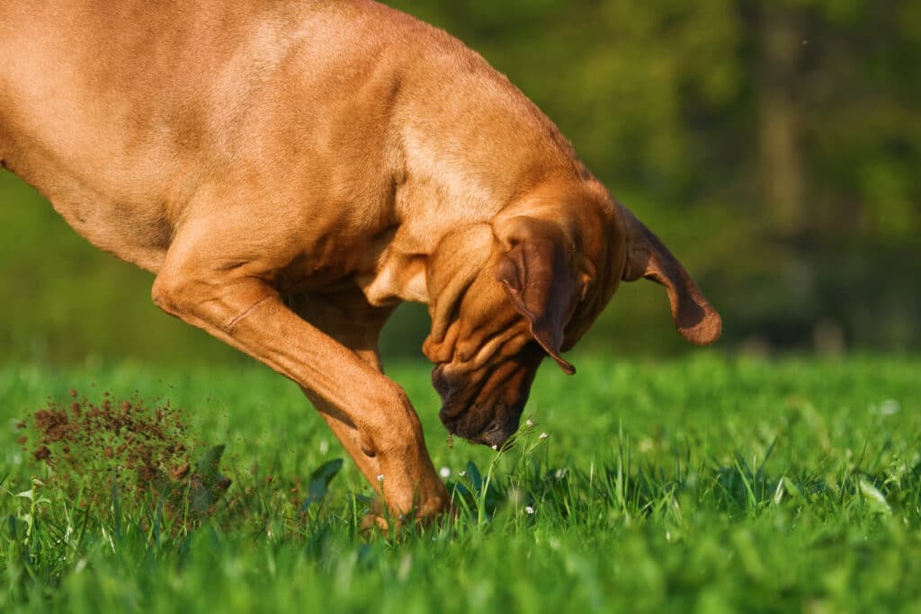 Dog digging the lawn and garden. How to repair your lawn