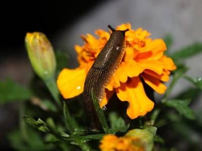 Blog - slug