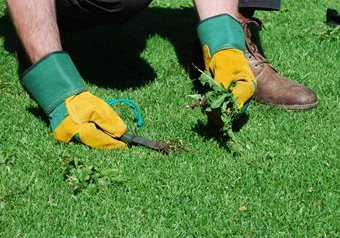 Info centre - dealing with broadleaf weeds in lawns